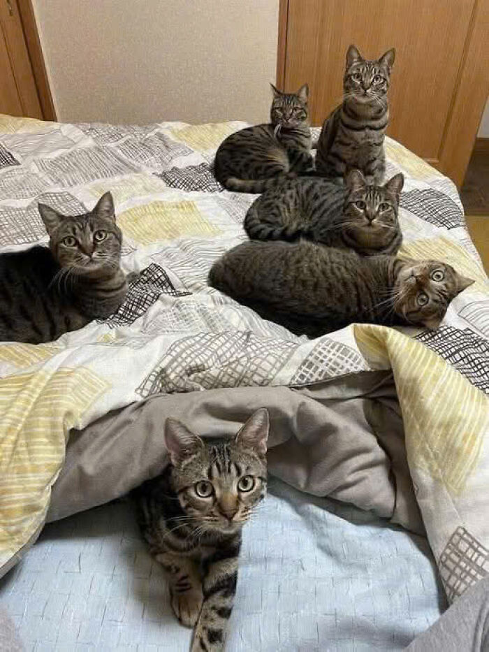 Six tabby cats lounging on a patterned bed, showcasing adorable cat pics that prove cats rule the internet and hearts.