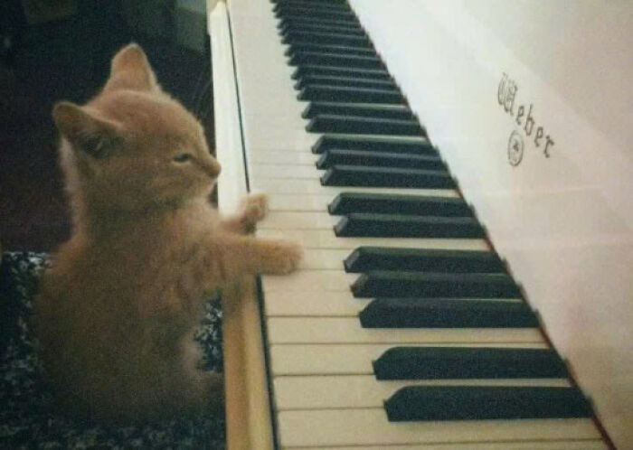Kitten playing piano keys, showcasing adorable cat behavior that proves cats rule the internet and hearts.