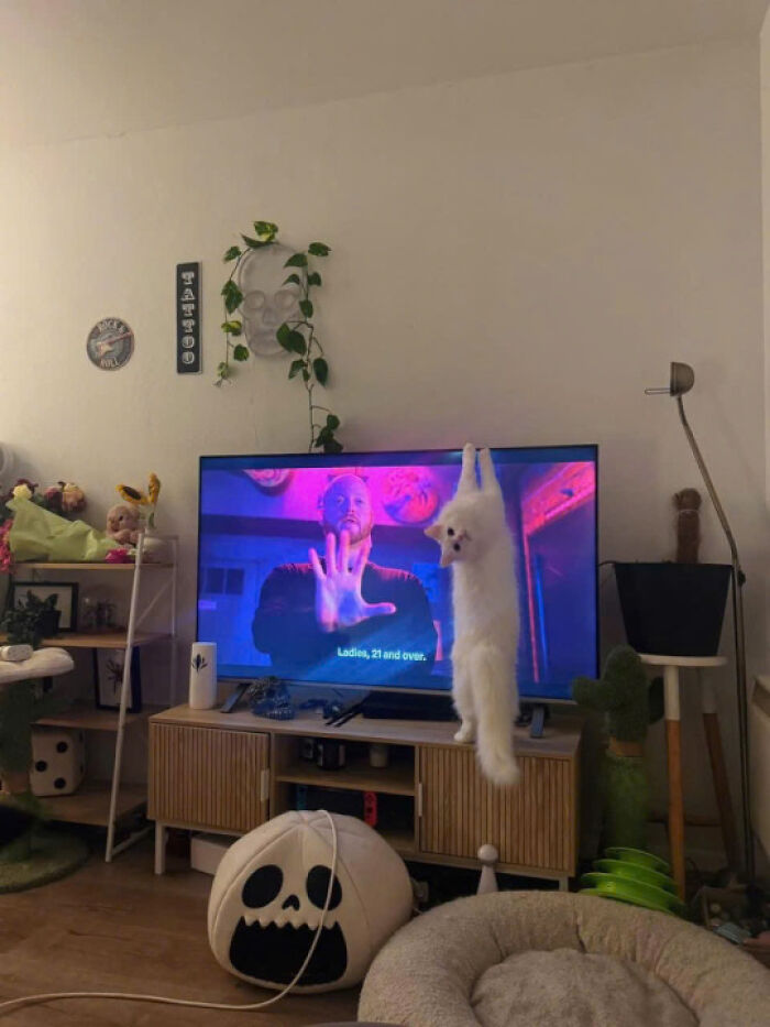 White cat hanging from TV in a living room, one of the cat pics that prove cats rule the internet and hearts forever.