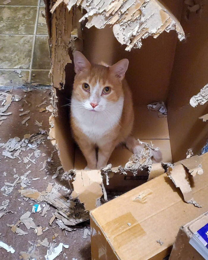 Orange and white cat sitting inside a shredded cardboard box, demonstrating why cats rule the internet and hearts.