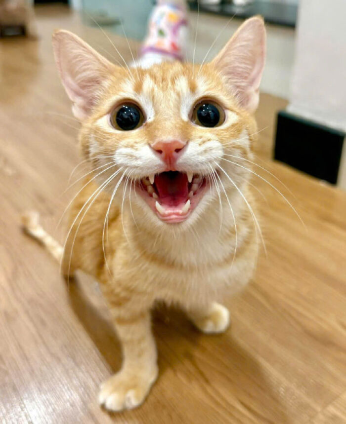 Orange tabby cat with big eyes and open mouth on wooden floor, a cute cat pic proving cats rule the internet.
