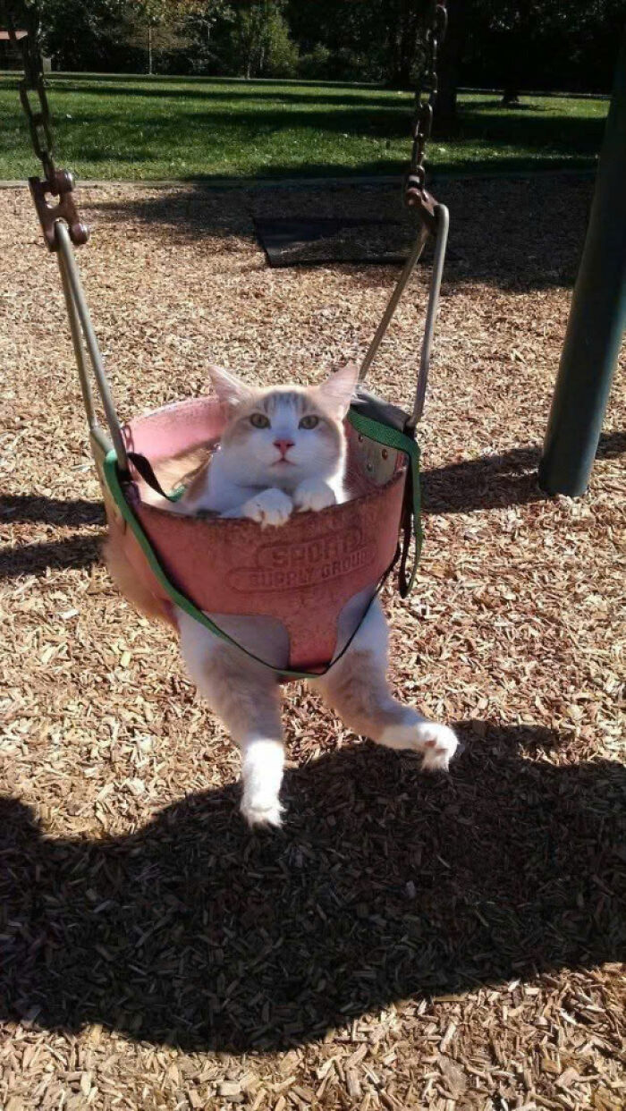 Cat sitting in a playground swing with wood chips on the ground, showing why cats rule the internet and hearts.