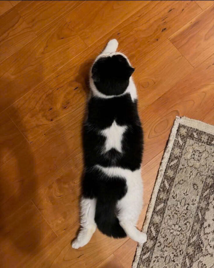 Black and white cat lying stretched out on wooden floor next to a patterned rug, showcasing cute cat pose.