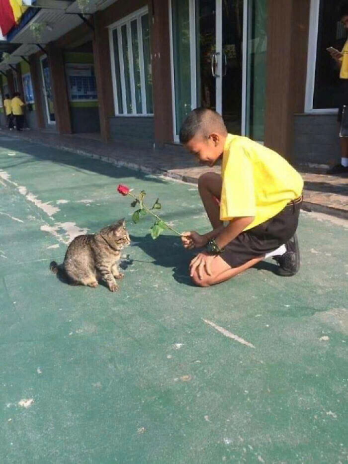 Boy in yellow shirt offering a red rose to a sitting tabby cat, showcasing adorable cat pics that prove cats rule the internet.