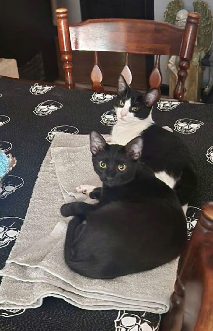 Two adorable cats, one black and one black and white, resting on a towel on a table showing cats rule the internet.