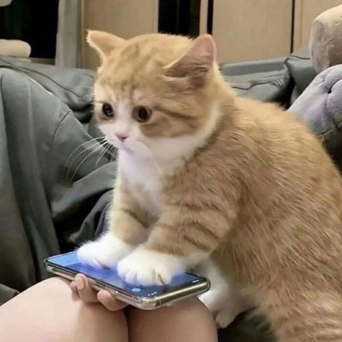 Cute orange and white cat using a smartphone, showcasing why cats rule the internet and capture our hearts forever.