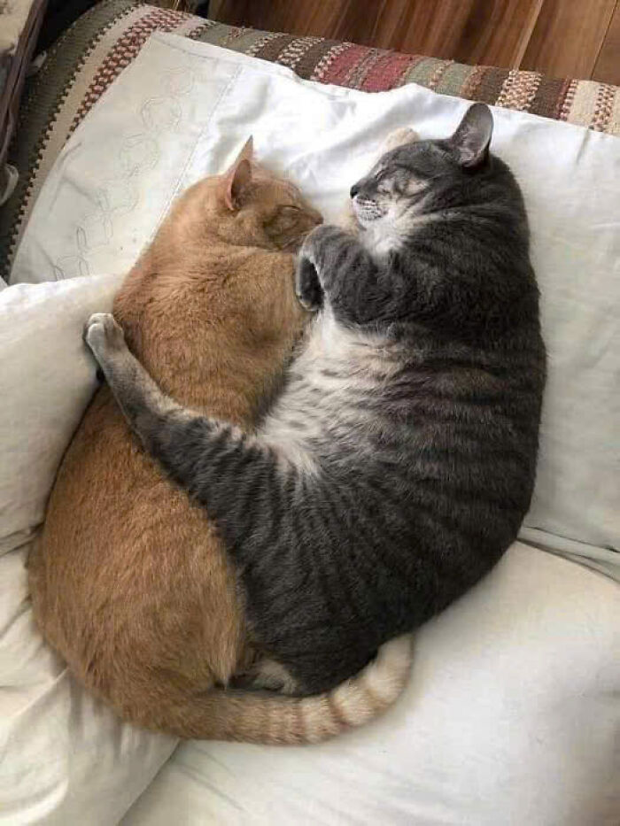 Two cats cuddling and sleeping together, showing why cat pics rule the internet and hearts forever