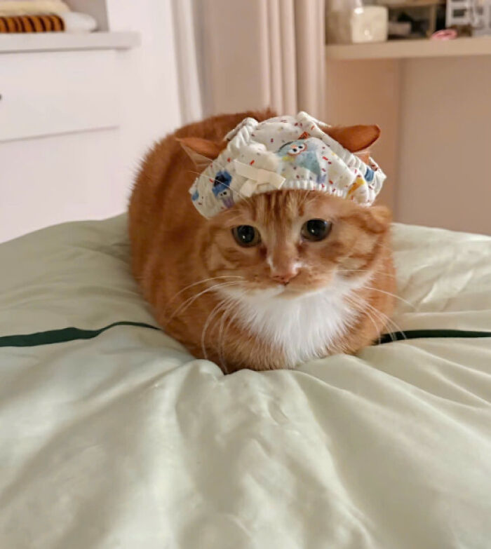 Orange cat wearing a patterned fabric hat, lying on a bed, one of the cutest cat pics proving cats rule the internet.