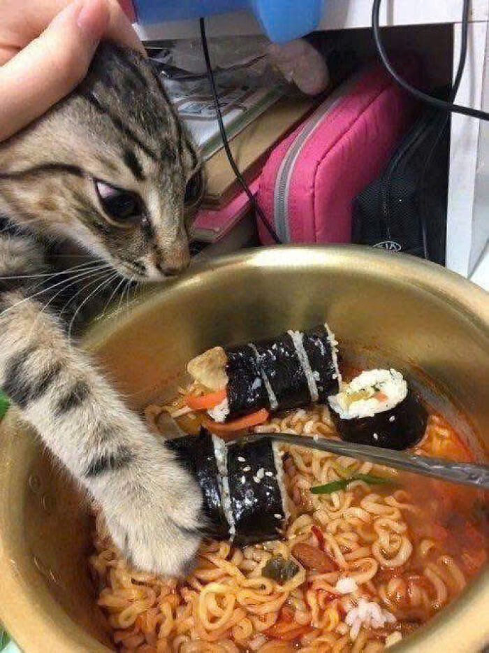 Curious cat reaching into a bowl of ramen with sushi rolls, showcasing cats rule the internet and our hearts forever