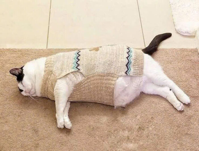 Cat lying on carpet wearing a cozy knitted sweater, showcasing charming and adorable cat pics that rule the internet.