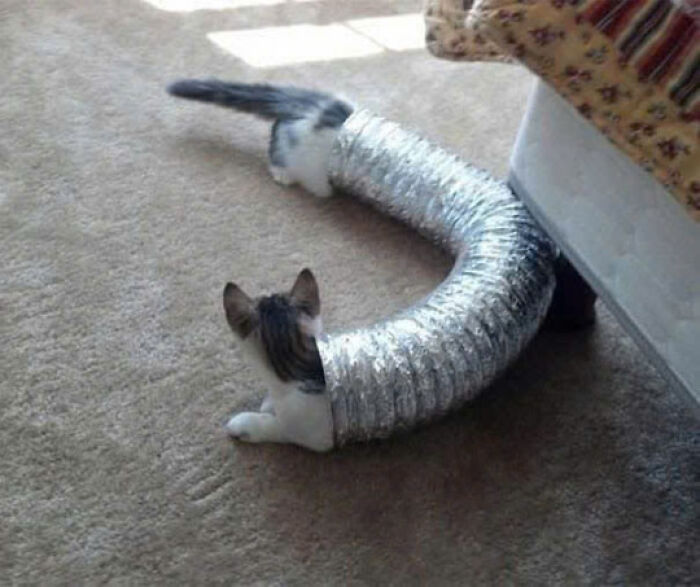 Cat playing inside a flexible silver tunnel on carpet, showcasing why cats rule the internet and our hearts forever.