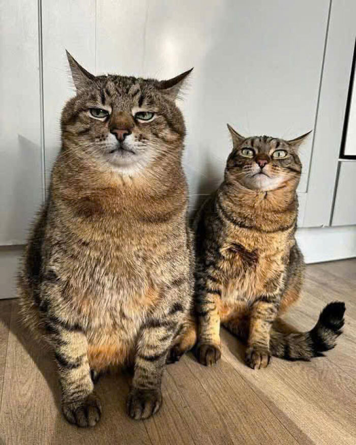 Two tabby cats sitting on a wooden floor with alert expressions in a cozy indoor setting showing cats rule.