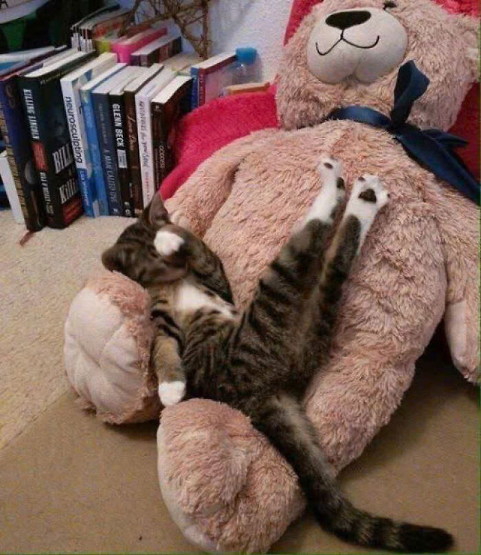 Tabby cat lounging on a large teddy bear, showcasing cute cat behavior in a cozy home setting, cat pics trending online.