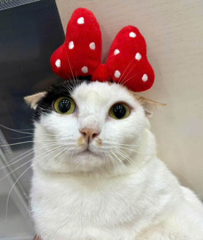 Cat with a red polka dot bow headband, showcasing the charm that makes cats rule the internet and hearts forever.