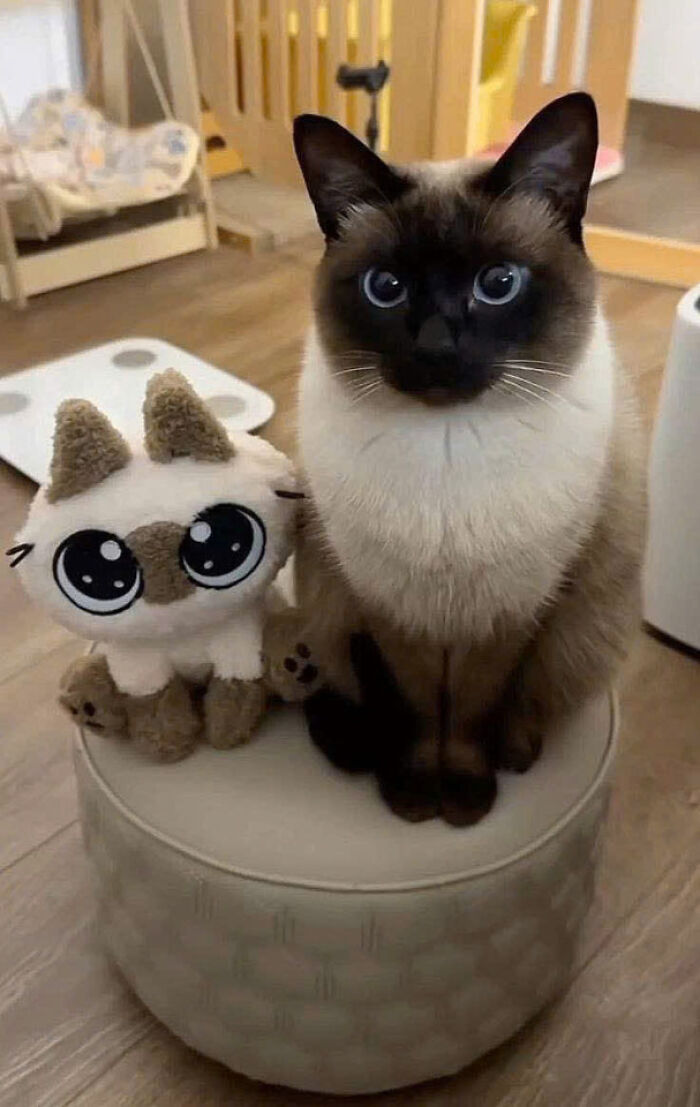 Siamese cat sitting next to a plush cat toy on a round ottoman, showcasing adorable cat pics that rule the internet.
