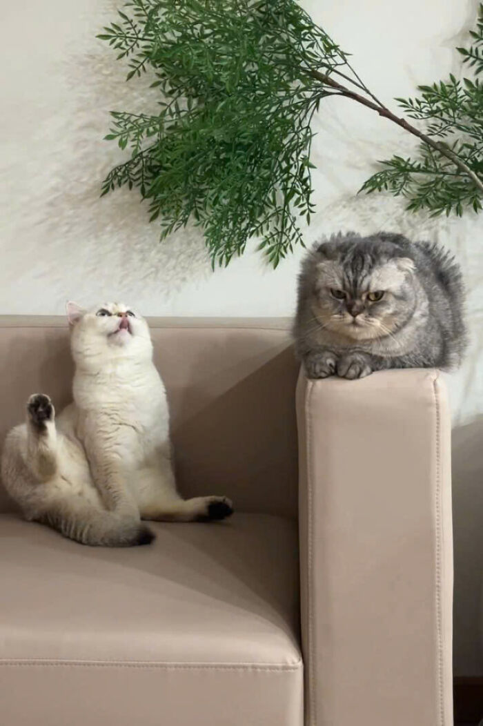 Two cats on a beige couch showing funny and grumpy expressions, capturing why cats rule the internet and hearts.