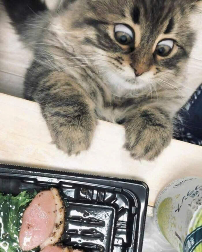 Fluffy cat with wide eyes looking curiously at food on a table, showcasing adorable cat pics that rule the internet.