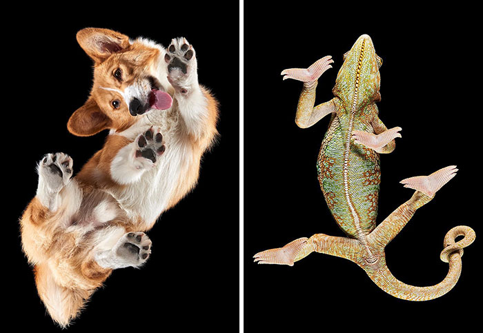 From Cats To Horses: 44 Captivating Photos Taken From Underneath