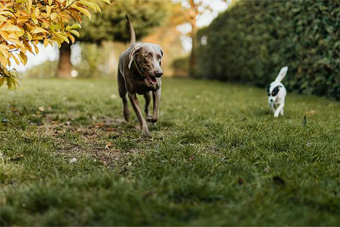 A dog and a cat running on green grass in a backyard with autumn trees and bushes in the background.