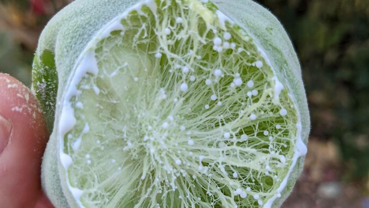 Close-up of a mysterious plant with a green, fuzzy exterior and white filament-like structures inside, unusual plant features.
