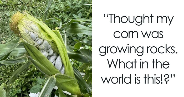 50 Times People Had No Clue What Plant They Were Looking At, But The Internet Knew What It Was Right Away (New Pics)