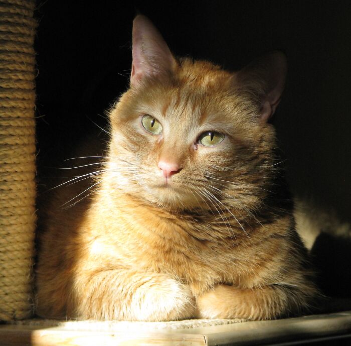 Whisky, My Golden Girl