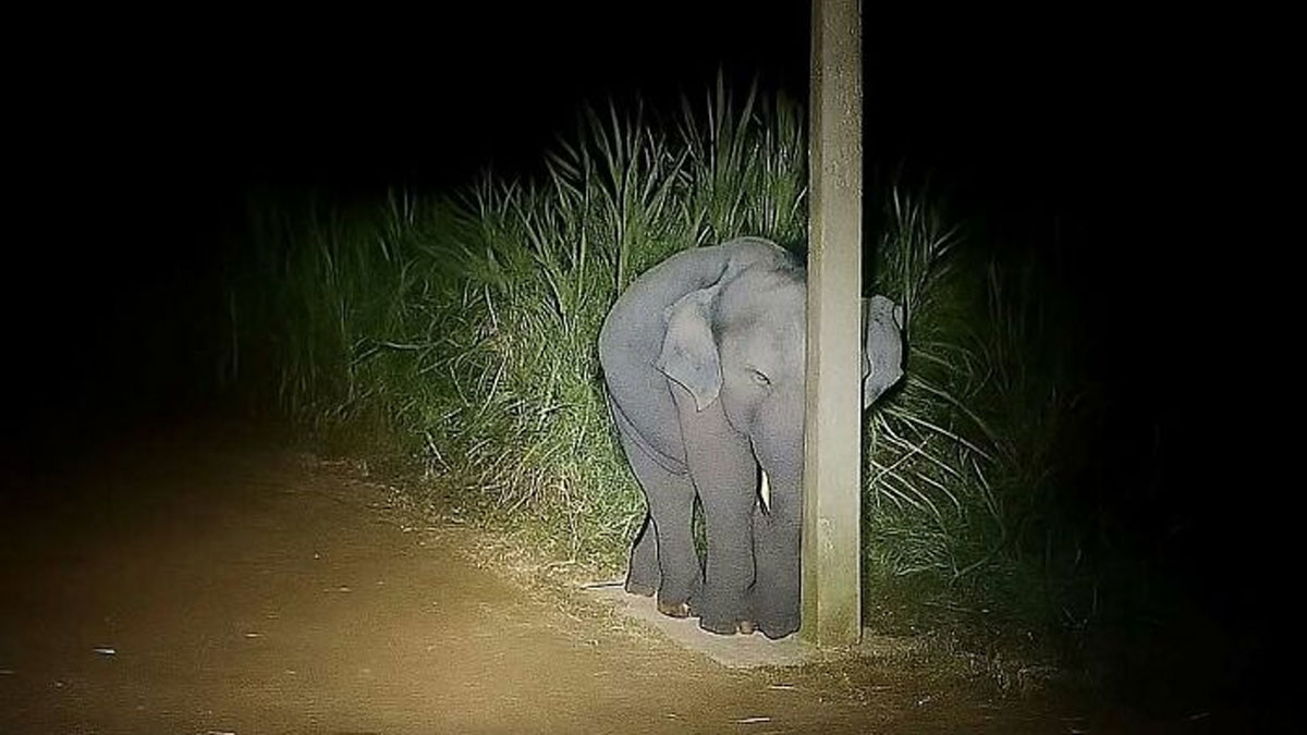 Baby elephant standing behind a post at night, creating an adorable and wholesome moment to brighten your feed.
