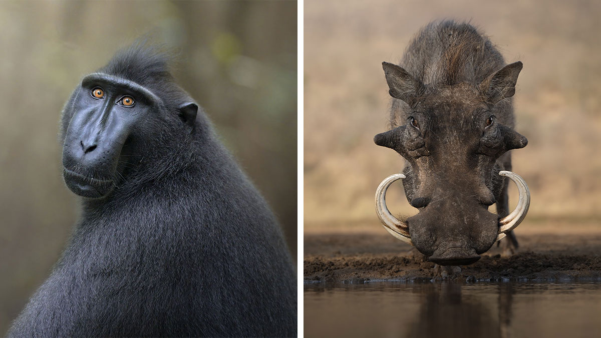 Close-up shots of a black macaque and a warthog in natural habitat showcasing stunning wildlife photography.