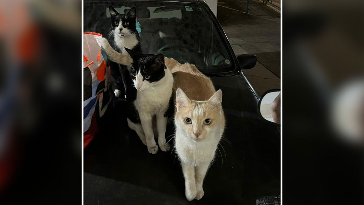 Three stray cats sitting on the hood of a car turned into a tiny condo for cats at night outdoors