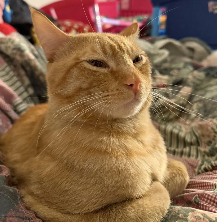 Close-up of a relaxed orange cat lying on a patterned blanket, capturing a calm and content expression. Close-up of a relaxed orange cat lying on a patterned blanket, capturing a calm and content expression.