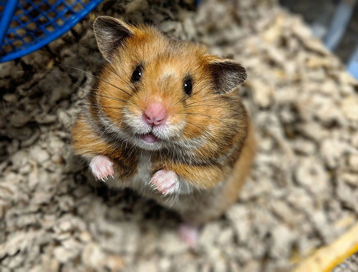 Close-up of a curious hamster standing on bedding, illustrating a babysitter sharing weird and awkward moments.