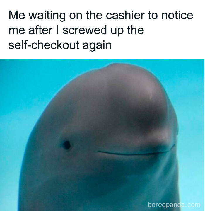 Funny meme featuring a dolphin humorously waiting for the cashier after messing up a self-checkout moment.