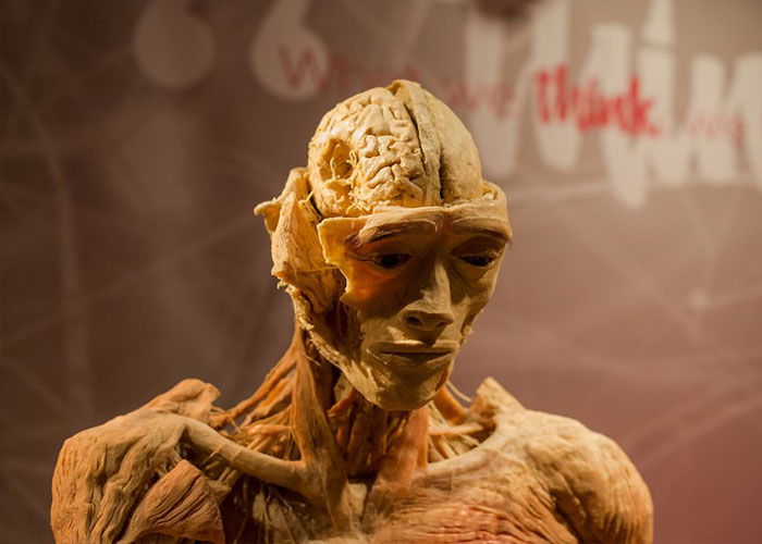 Skinned body display of human anatomy in Las Vegas museum exhibition, highlighting detailed muscle and brain structures. Skinned body display of human anatomy in Las Vegas museum exhibition, highlighting detailed muscle and brain structures.
