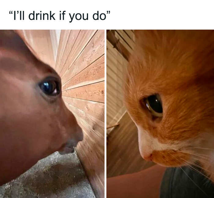 Close-up of a horse and an orange cat making a funny animal meme to bring positivity to your day.