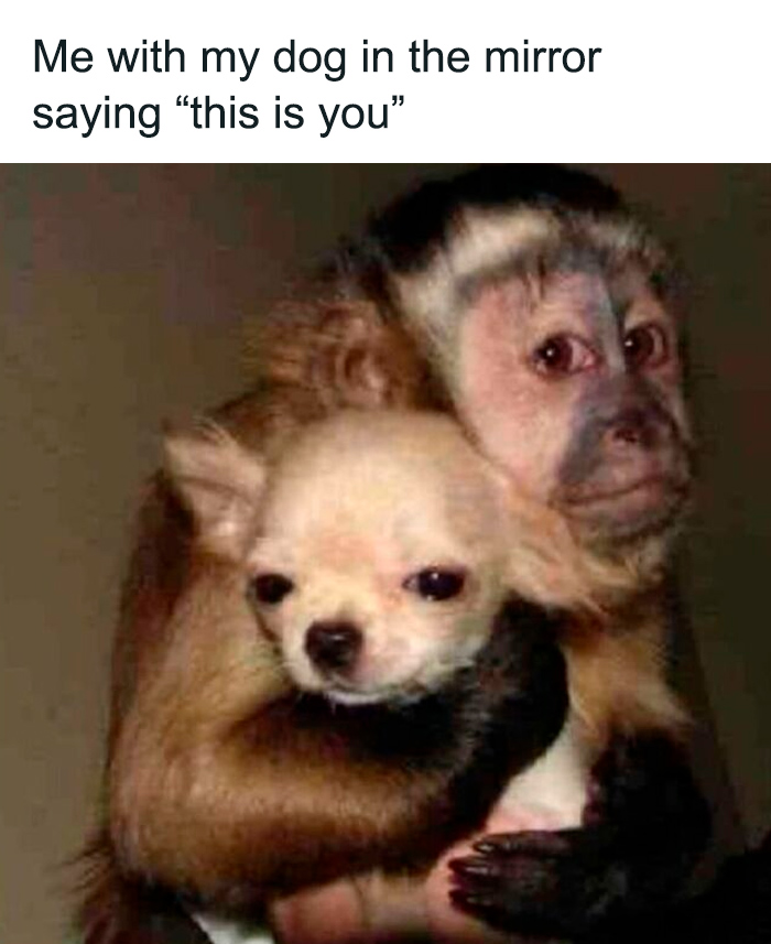 A funny and cute animal meme showing a monkey hugging a small dog with a humorous caption for positivity.