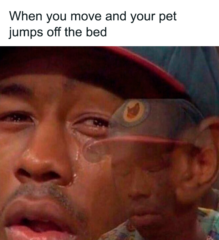 Emotional man meme expressing sadness paired with a funny and cute animal meme about pets jumping off bed.