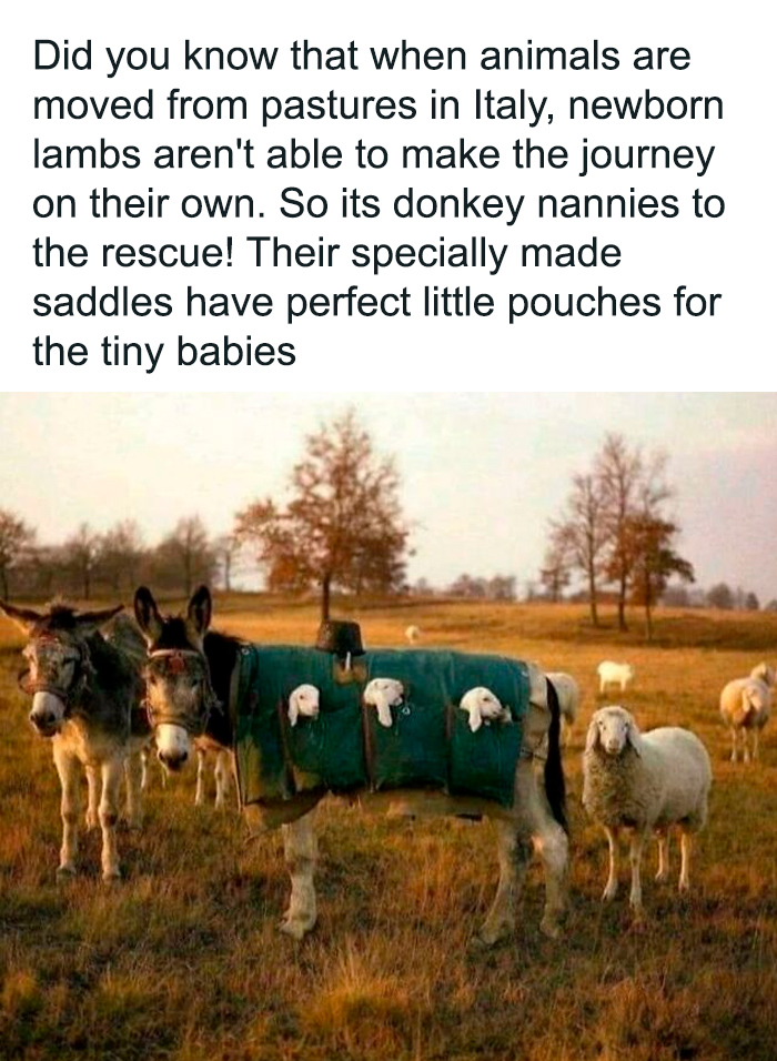 Donkey carrying newborn lambs in specially made saddles in a field, a cute animal meme for positivity and smiles.