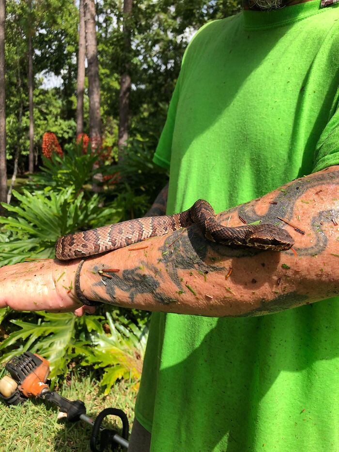 Person in a green shirt holding a brown snake on a tattooed arm, capturing a frozen frame without showing aftermath.