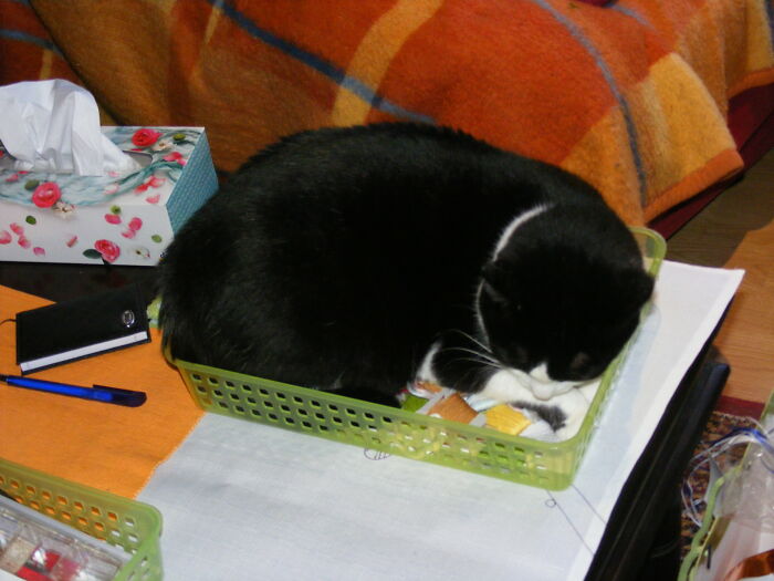 Millie Is "Protecting" My Stitching Supplies