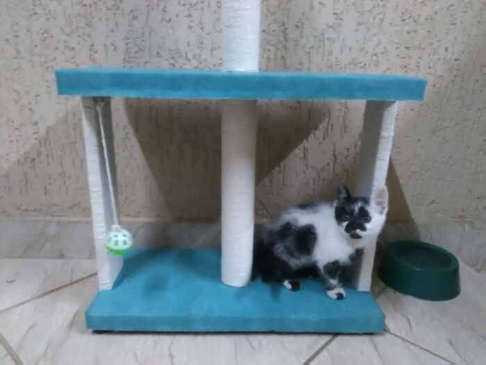 Thor the cat with a heart-shaped mark standing near a blue cat tree with a hanging ball toy.