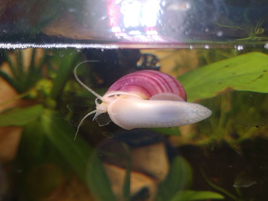 Mystery snail with a purple shell swimming near green aquatic plants in a freshwater aquarium environment. Mystery snail with a purple shell swimming near green aquatic plants in a freshwater aquarium environment.