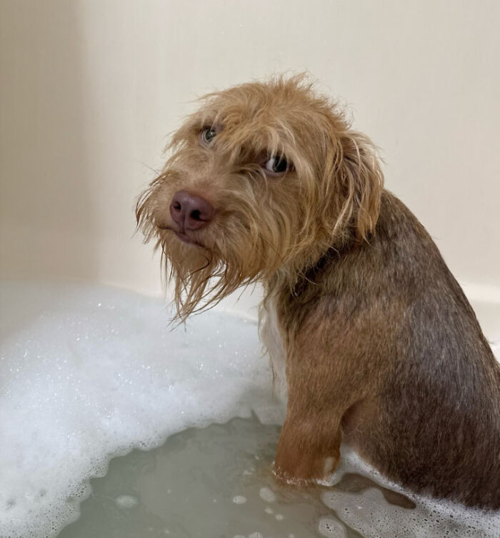 Awkward photo of a wet dog in a bubble bath looking back with a funny expression, capturing pet moments perfectly.