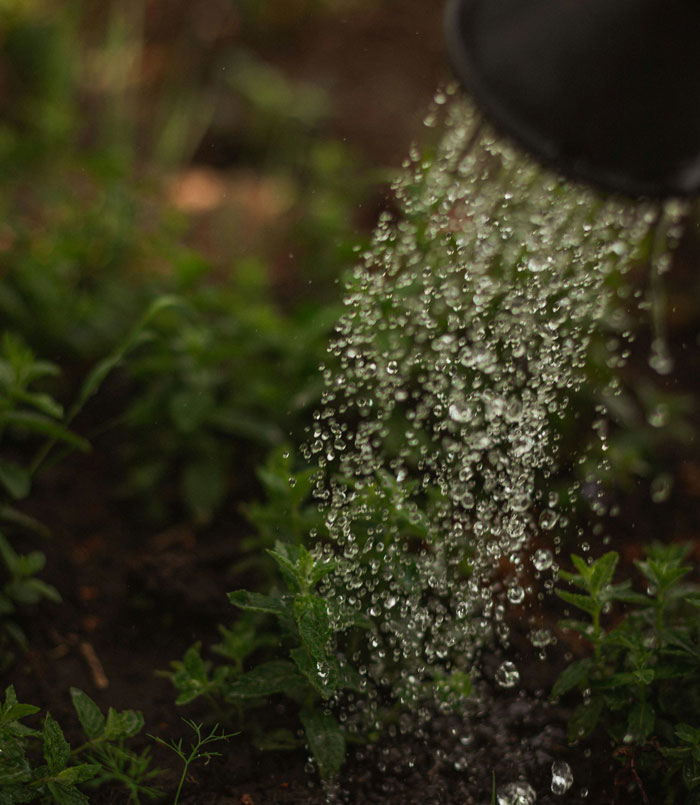 Close-up of water droplets falling onto garden plants, illustrating challenges people face with HOA rules on landscaping.