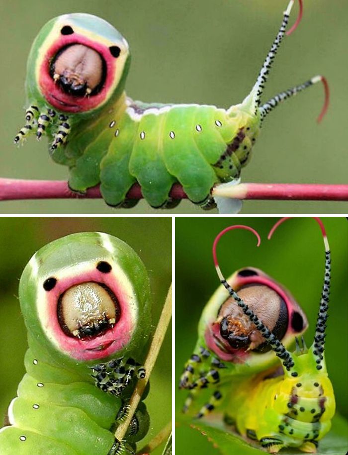 Close-up images of a colorful caterpillar showcasing unique animal facts and features from nature’s diversity.