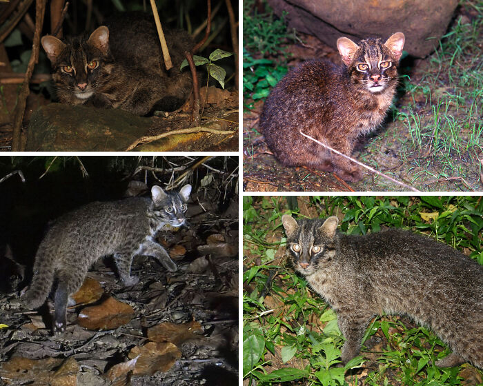 Four images of small wild cats in natural habitats showcasing unique animal facts about wildlife behavior and appearance. Four images of small wild cats in natural habitats showcasing unique animal facts about wildlife behavior and appearance.