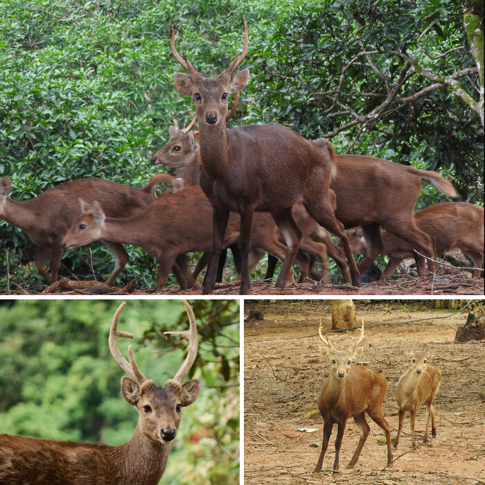 Group of deer in natural habitats showing diverse animal behaviors and features in wildlife. Group of deer in natural habitats showing diverse animal behaviors and features in wildlife.
