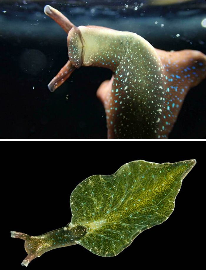 Sea creatures with unique shapes and patterns, showcasing awesome facts about animals in underwater close-up photos