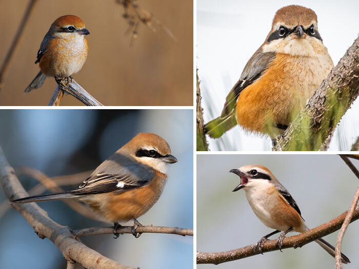 Close-up images of colorful birds perched on branches in a natural setting showcasing awesome facts about animals.