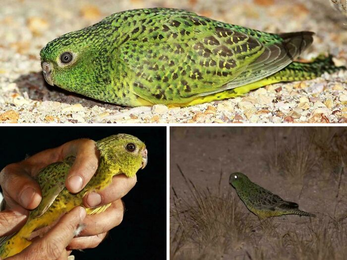 Green small parrot lying flat, being held, and standing in natural habitat showing interesting animal facts.
