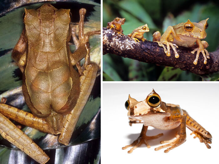 Close-up photos of unique frogs showcasing interesting animal facts and diverse amphibian species adaptations.